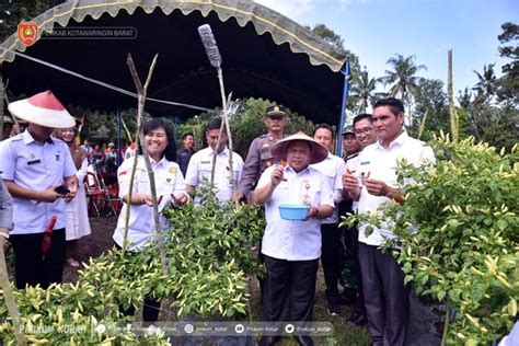 Kendalikan Inflasi Pemkab Kobar Dorong Gerakan Menanam Cabai