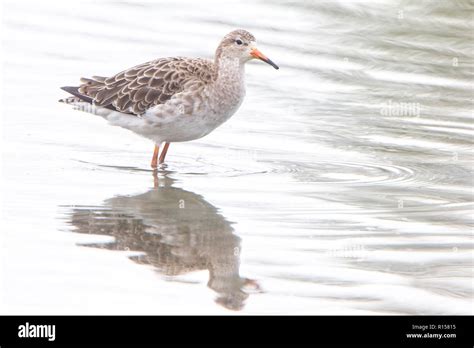 Ruff Philomachus Pugnax Adult In Winter Plumage Gloucestershire