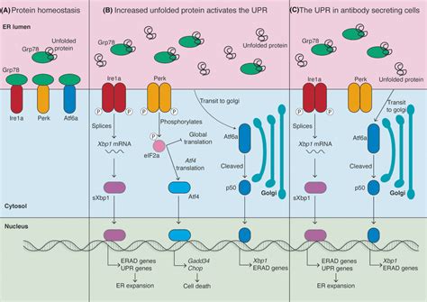 Activation Of The Unfolded Protein Response A In Circumstances Where