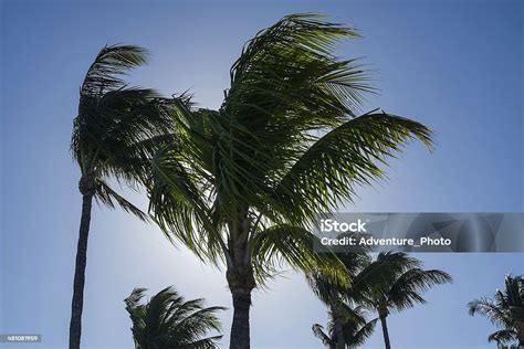 Coconut Palm Tree Blowing In Wind On Beach Stock Photo Download Image