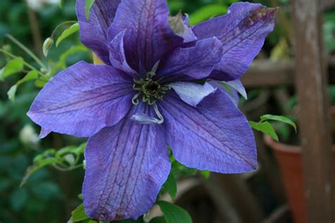 Clematis Viticella Sunny Sky Rosenschule Ruf