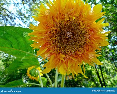 Yellow Fluffy Sunflower Against The Garden Stock Image Image Of