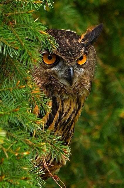 Owl In Evergreen Tree Nadide Hayvanlar Yırtıcı Kuşlar Baykuş