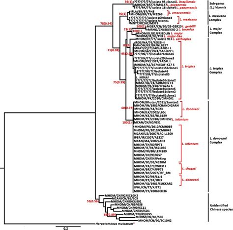 Its2 Maximum Likelihood Consensus Tree Constructed From The Leishmania