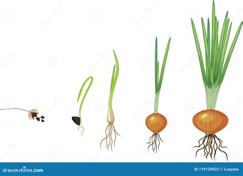 Onion Growth Stages Life Cycle Of A Onion Plant Vector Illustration