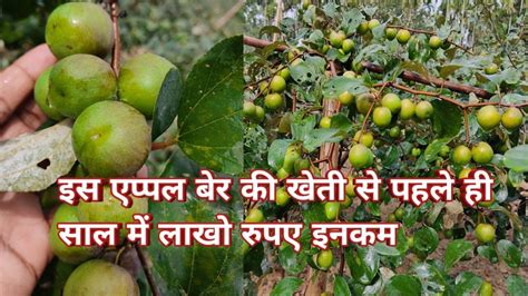 एप्पल बेर खेती से लाखो इनकम Apple Ber Farming Appleber Ball