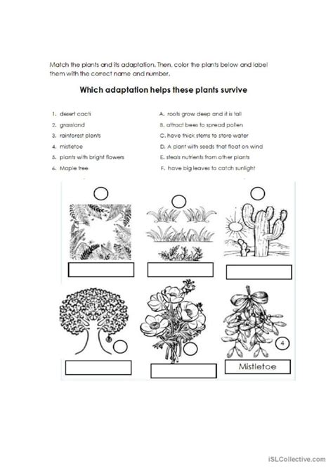 Adaptation In Plants Worksheet For Class 4