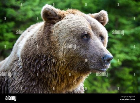 Brown Bear Portrait Side View Of Bear Face Stock Photo Alamy