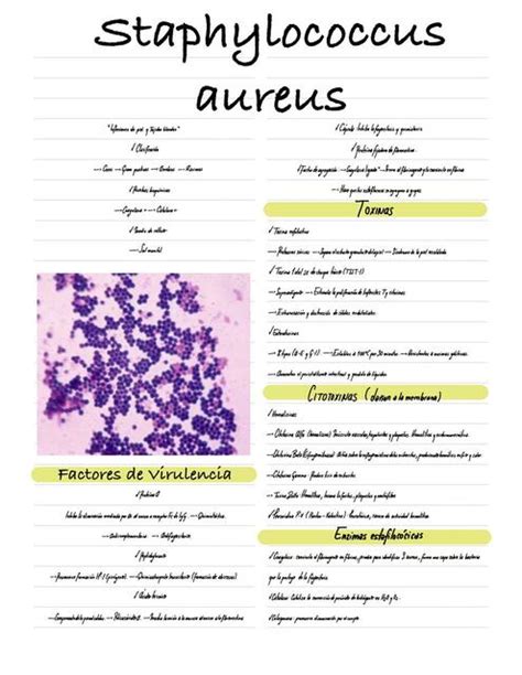 Staphylococcus Aureus Solano Davalos Mario Udocz