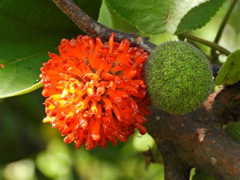 Commonplace Commentary Paper Mulberry