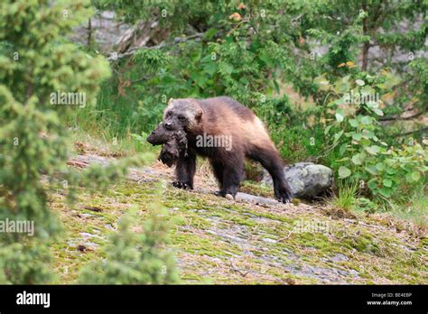 Wolverine or Glutton (Gulo gulo), Sweden, Europe Stock Photo - Alamy