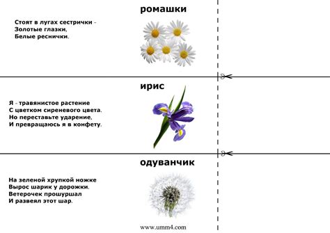 Сборник загадок для 2 класса: Загадки для 2 класса для детей с ответами