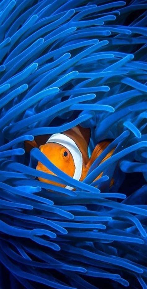 Pin By Sandra Dondero On Azul Fish Tank Themes Clown Fish Tropical