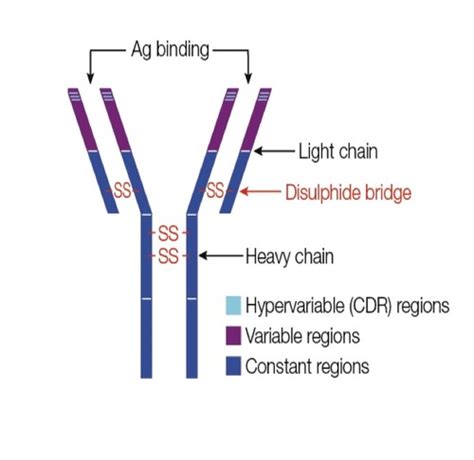 Immunologie 2 Flashcards Quizlet