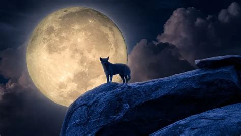 Why Do Dogs Howl At The Moon Dogtime