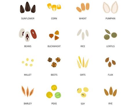 Types Of Seed Plants