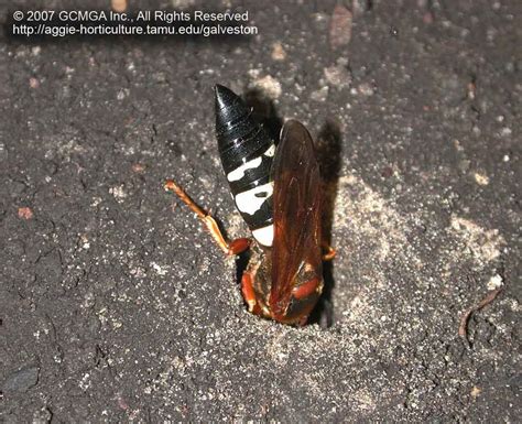 Cicada Killer Wasp