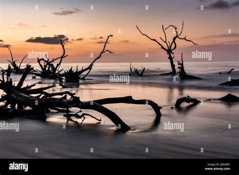 Sunrise Over The Boneyard Beach On Bulls Island South Carolina Bulls