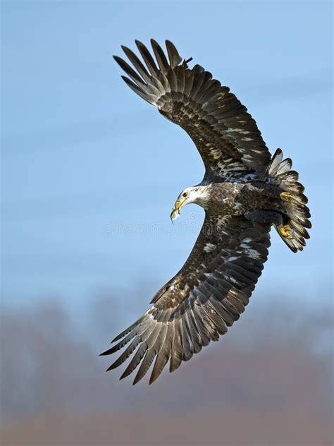 American Bald Eagle With Fish In Mouth Stock Image Image Of Wings