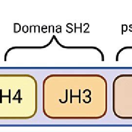 New drugs from the group of Janus kinase inhibitors, their selectivity... | Download Scientific ...