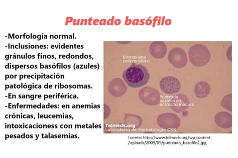 Punteado Bas Filo Citologia