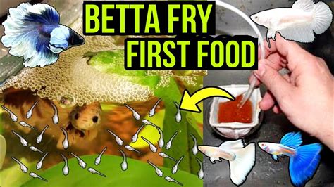 First Food For Betta Fry Growth Betta Fish Breeding Guppy Fish