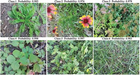 Phyton Free Full Text Research On Plant Species Identification