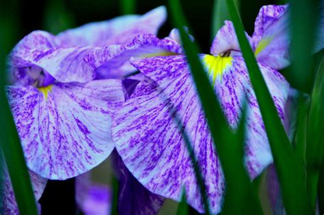 Фото Голубые ирисы на размытом фоне, by mironovatanyahoo