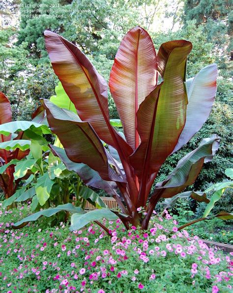 Red Banana Plant Seeds