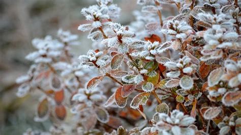 Rosen Im Topf Pflanzen Und Berwintern Ndr De Ratgeber Garten