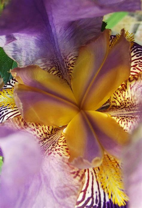 iris photograph  robin  fine art america