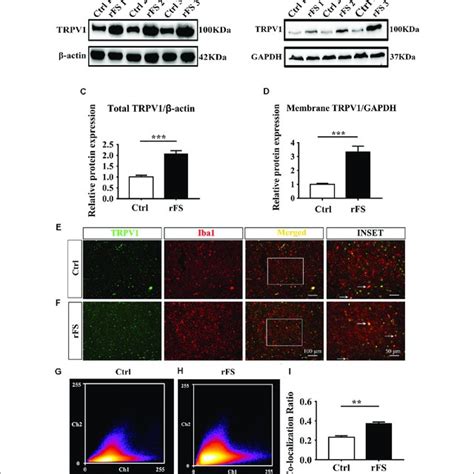 Transient Receptor Potential Vanilloid Type 1 Trpv1 Protein