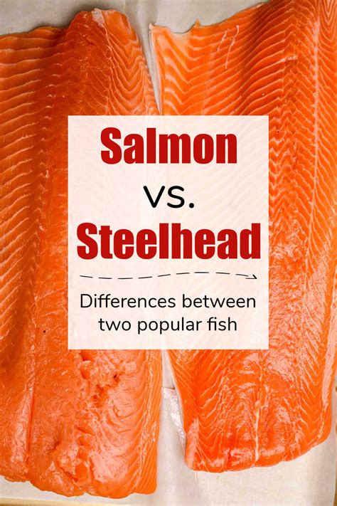 Steelhead Vs Salmon Artofit