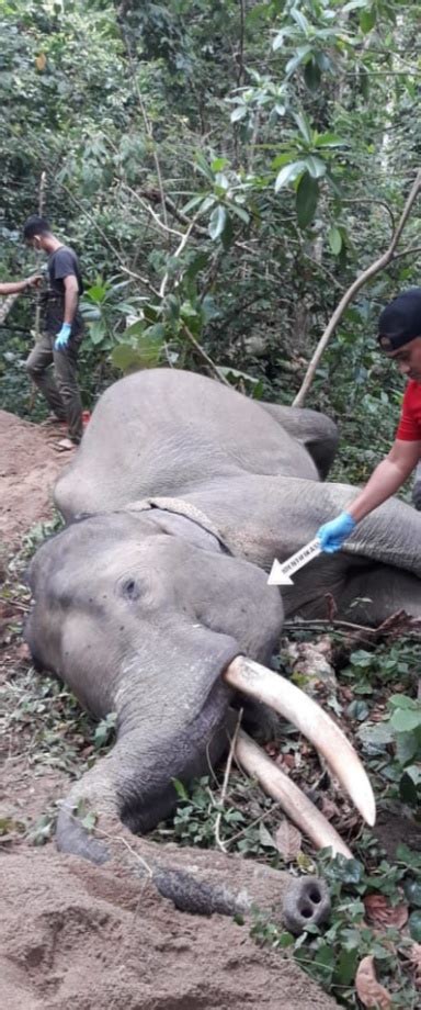 Gajah Jinak Sumatera Ditemukan Mati Di Unit Konservasi Lintas Gayo