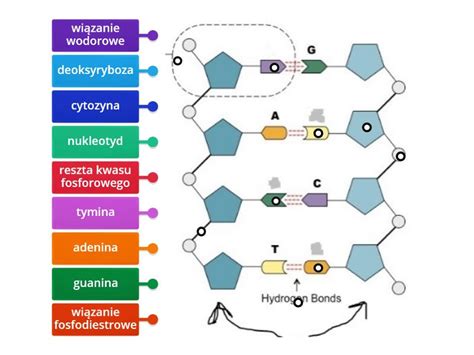 Budowa DNA Rysunek Z Opisami