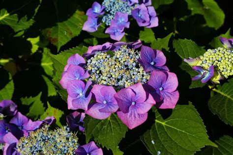 Hydrangea Light Requirements: Type, Amount & More