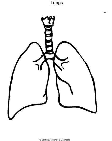 Human Lungs Drawing | Free download on ClipArtMag