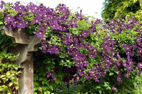 Plantas trepadoras con flores para cultivar en tu jardín