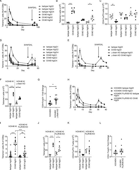 Impact Of Isotype On The Mechanism Of Action Of Agonist Anti Ox40