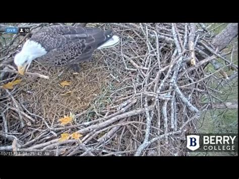 Berry College Eagles Dad Missy In The Nest Dad Trims His Stick 10 15