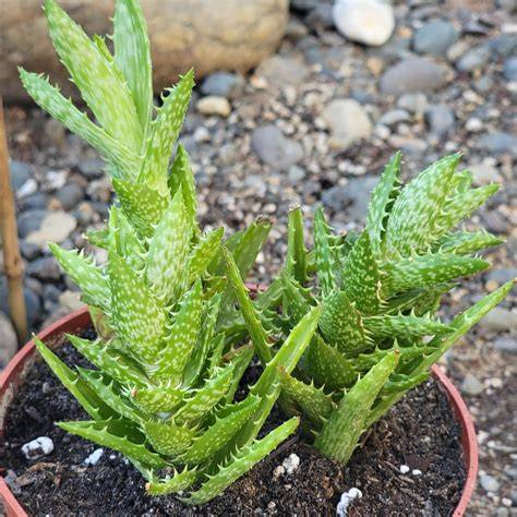 Aloe Juvenna 'Tiger Tooth Aloe' – DesertScapeSucculent