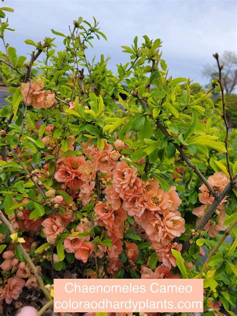 Chaenomeles Speciosa Cameo Peach Flowering Quince