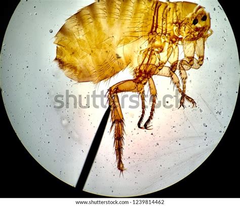 Flea Insect Under Microscope Stock Photo (Edit Now) 1239814462