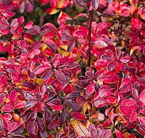 Berberis Thunbergii Japanese Barberry For Autumn Colour