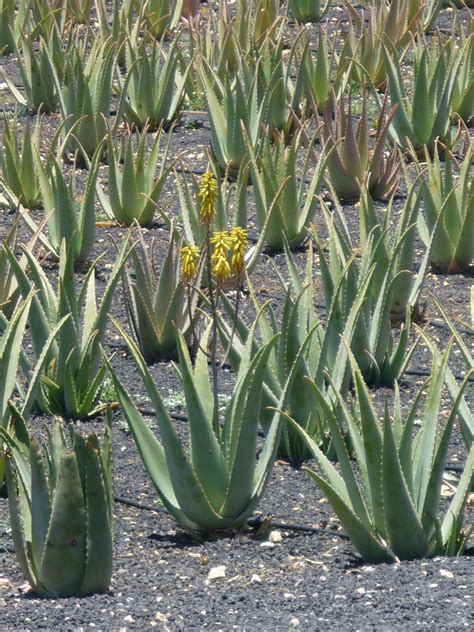 Fotos gratis naturaleza flor verde botánica jardín flora