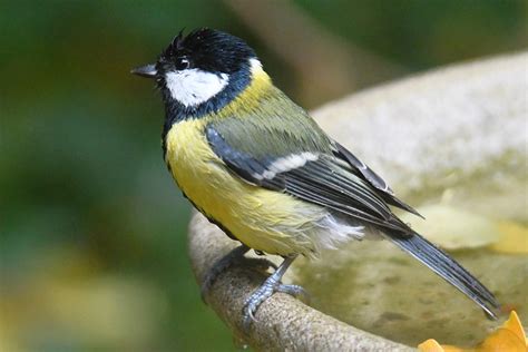 Kohlmeise Kohlmeise Parus Major C Rolf Jantz Naturgucker De