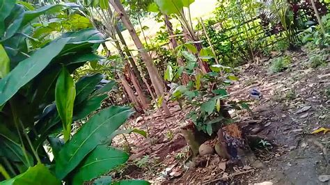 Kebun Cengkeh YouTube