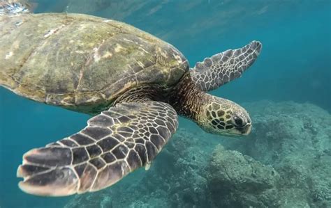 Informan Que Se Liberaron Aproximadamente Mil Tortugas En Playa