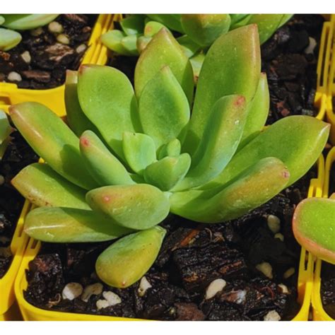 Graptoveria Apricot Dreams Decorgreen Chile Tienda Outlet De