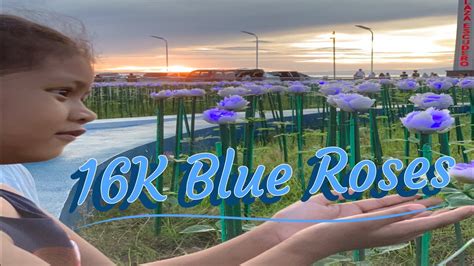 16K Blue Roses Sorsogon YouTube